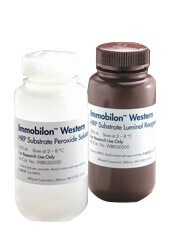 Immobilon Western Chemiluminescent HRP Substrate