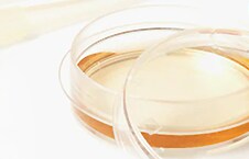 Cell Culture