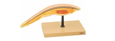 stem-vet-tech-animal-cat-2759 stem-vet-tech-animal-cat-2759